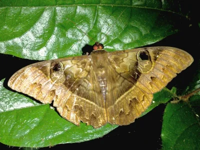 Cyligramma fluctuosa