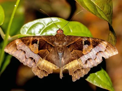 Cyligramma disturbans