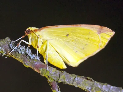 Opisthograptis luteolata