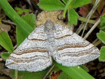 Scotopteryx coarctaria