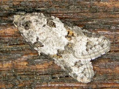 Eana (Eana) incanana