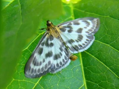 Anania hortulata