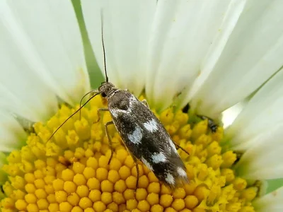 Scythris scopolella