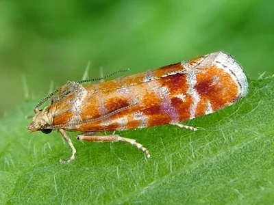 Rhyacionia buoliana