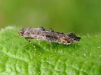Epermenia (Calotripis) chaerophyllella