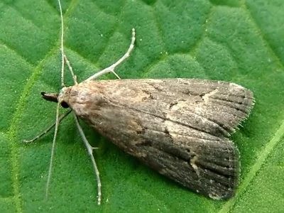Schrankia costaestrigalis