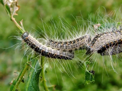 Thaumetopoea processionea