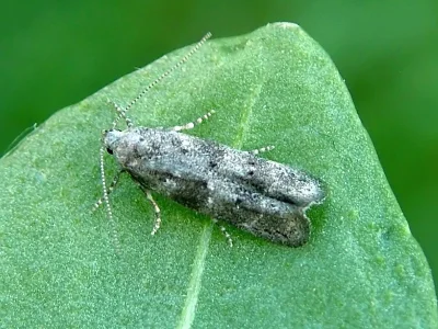 Exoteleia dodecella