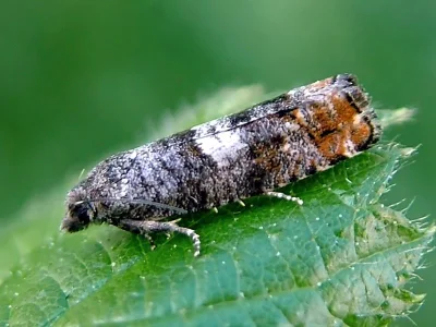 Epinotia rubiginosana