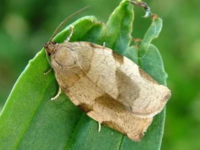 Choristoneura hebenstreitella