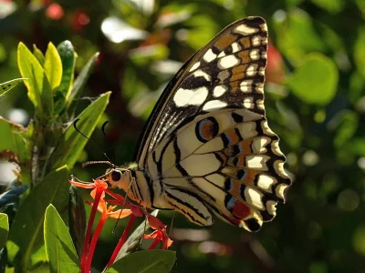 Papilio (Princeps) demoleus