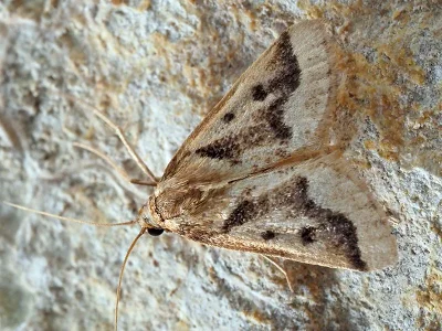 Palepicorsia ustrinalis