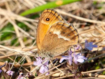 Coenonympha dorus