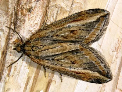 Chesias legatella