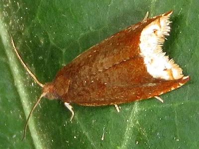 Ancylis selenana