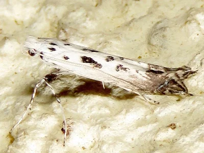 Ornixola caudulatella