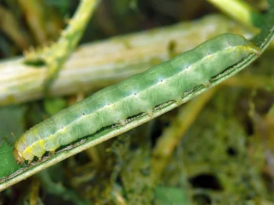 Sideridis (Sideridis) turbida