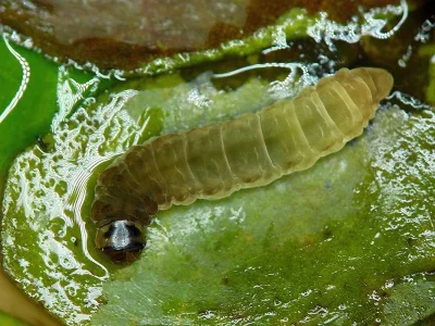 Elophila (Elophila) nymphaeata