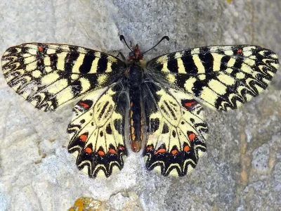 Zerynthia (Zerynthia) polyxena