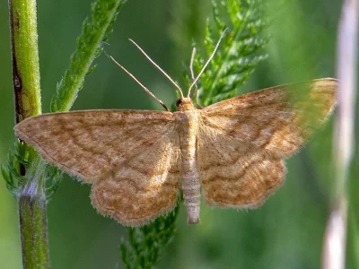 Idaea ochrata