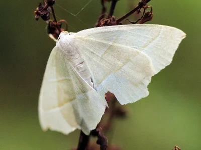 Campaea margaritaria