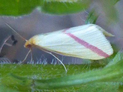 Rhodometra sacraria