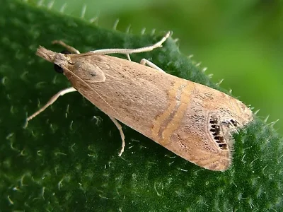 Euchromius ocellea