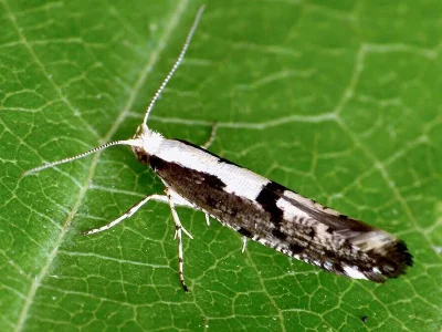 Argyresthia (Argyresthia) conjugella