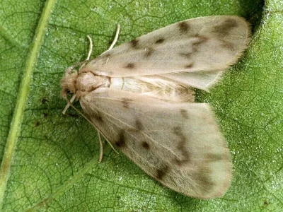 Nudaria mundana