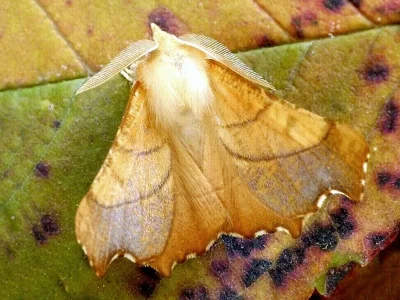 Ennomos (Deuteronomos) fuscantaria
