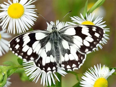 Melanargia (Melanargia) galathea