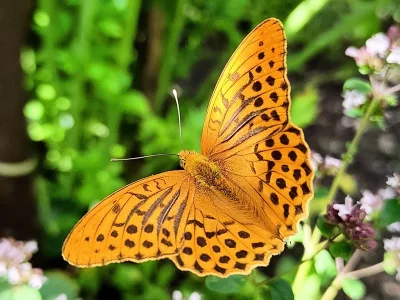 Argynnis (Argynnis) paphia