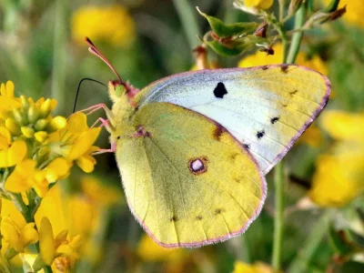 Colias hyale