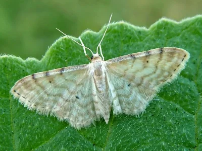 Idaea fuscovenosa