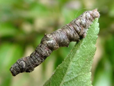 Opisthograptis luteolata