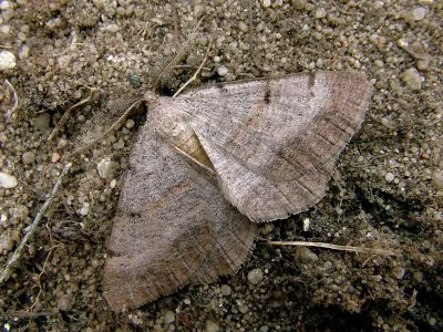 Selidosema brunnearia