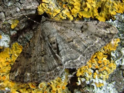 Peribatodes rhomboidaria