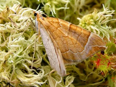 Eulithis testata