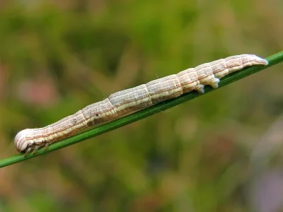 Euclidia (Callistege) mi