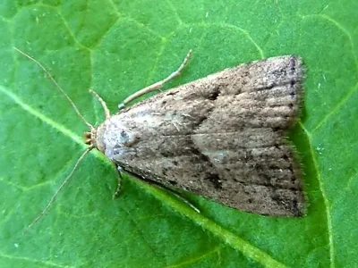 Hypenodes humidalis