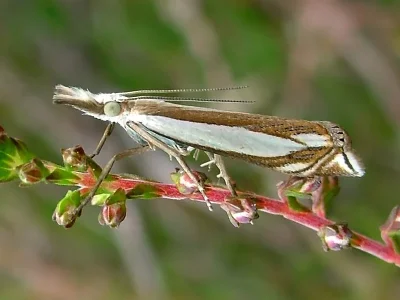 Crambus pascuella