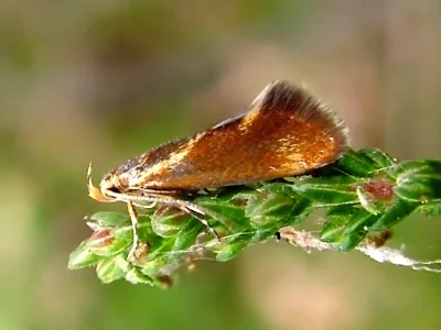 Metalampra italica