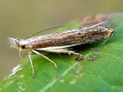 Sophronia semicostella