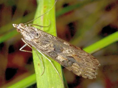 Nomophila noctuella