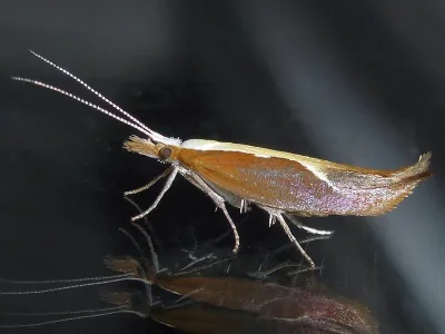 Ypsolopha dentella
