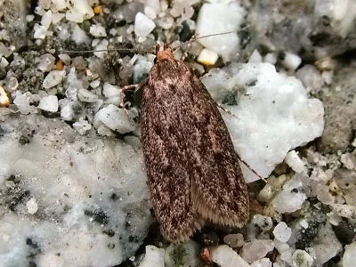 Hofmannophila pseudospretella