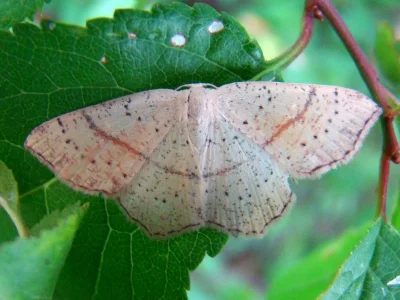 Cyclophora (Codonia) punctaria
