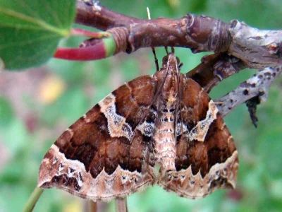 Eulithis prunata