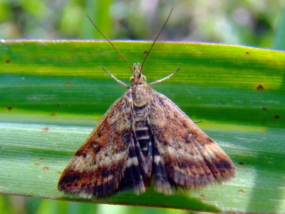 Pyrausta despicata
