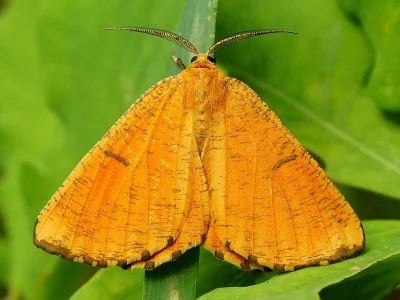 Angerona prunaria